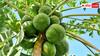 Hybrid Papaya Farming: कम लागत में कमाना है ज्यादा मुनाफा, किसान ऐसे शुरू करें हाइब्रिड पपीते की खेती