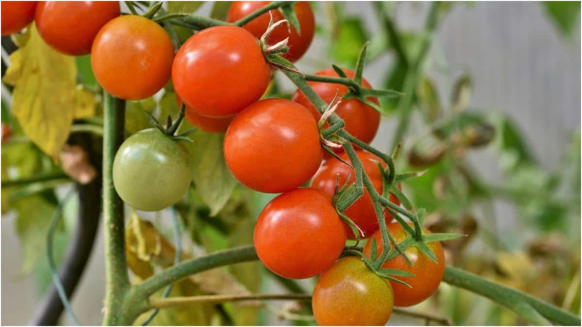 DIY Tomato Gardening : కుండీలోనే టమోటాలు పెంచేయండిలా.. ఈ సింపుల్ టిప్స్ ఫాలో అయితే చాలు