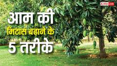 बदलते मौसम में कहीं खो न जाए आम की मिठास, किसान कर सकते हैं ये 5 उपाय