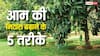 बदलते मौसम में कहीं खो न जाए आम की मिठास, किसान कर सकते हैं ये 5 उपाय
