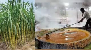 Kolhapur jaggery: केमिकल युक्त कोल्हापुरी गुळाच्या मुद्द्यावरून शेतकरी आणि व्यापाऱ्यांमध्ये संघर्षाची चिन्हं; गुळ सौद्यांवर विपरीत परिणाम, उत्पादन थांबवण्याचा शेतकऱ्यांचा निर्णय