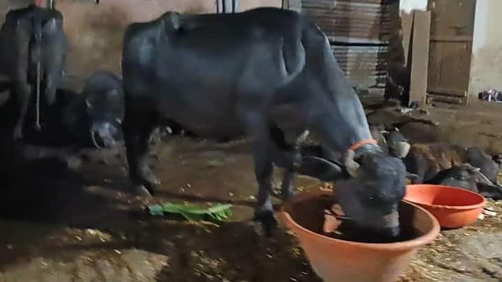 खाने-पीने की आदतें बीमारी का सबसे शुरुआती लक्षण होती हैं. स्वस्थ जानवर को हमेशा अच्छी भूख लगती है और वह अपना चारा बड़े चाव से खाता है. अगर आप देखते हैं कि आपके पशु ने अचानक चारा छोड़ दिया है या वह पानी कम पी रहा है तो यह किसी संक्रमण की शुरुआत हो सकती है जिसे नजरअंदाज नहीं करना चाहिए.