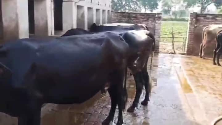स्वस्थ पशु हमेशा अपने आसपास के माहौल को लेकर सतर्क रहता है. वह अपना सिर ऊपर उठाकर चौकन्ना रहता है और झुंड के साथ घुलमिल कर चलता है. अगर कोई पशु अचानक दूसरे जानवरों से अलग-थलग खड़ा होने लगे या चलने-फिरने में आनाकानी करे तो समझ लीजिए कि उसकी सेहत में कुछ तो गड़बड़ चल रही है.