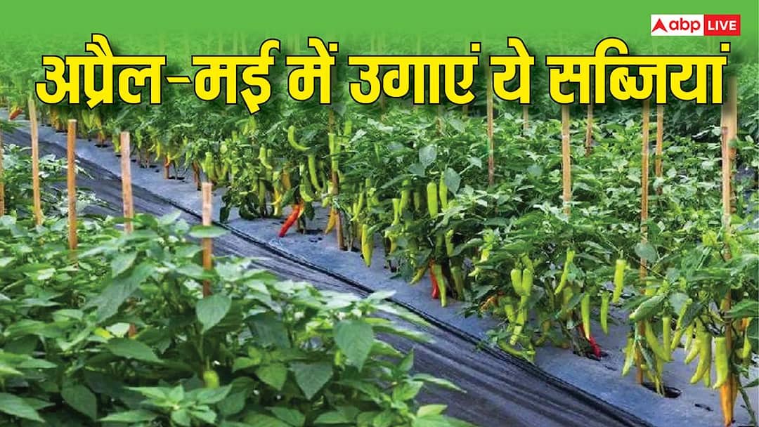 summer season vegetables are gold even in the scorching heat of April May know about the best summer crops अप्रैल-मई की तेज धूप में भी सोना उगलेंगी ये सब्जियां, जानिए गर्मियों की सबसे बेस्ट फसलें