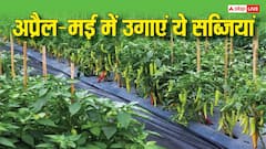 अप्रैल-मई की तेज धूप में भी सोना उगलेंगी ये सब्जियां, जानिए गर्मियों की सबसे बेस्ट फसलें