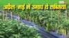अप्रैल-मई की तेज धूप में भी सोना उगलेंगी ये सब्जियां, जानिए गर्मियों की सबसे बेस्ट फसलें