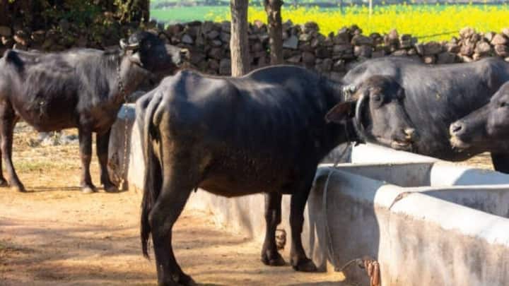 चलने का तरीका भी बीमारी पहचानने का एक बड़ा जरिया है. तंदुरुस्त जानवर अपने चारों पैरों पर बराबर वजन डालकर संतुलित तरीके से चलता है. अगर कोई पशु उठने में बहुत समय ले रहा है या चलते समय किसी एक पैर का सहारा ले रहा है तो उसे तुरंत चेकअप की जरूरत है. उसे तब तक आराम दें जब तक इलाज न हो जाए.