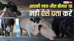 कहीं आपकी गाय-भैंस बीमार तो नहीं? ऐसे करें पहचान, नहीं तो होगा तगड़ा नुकसान