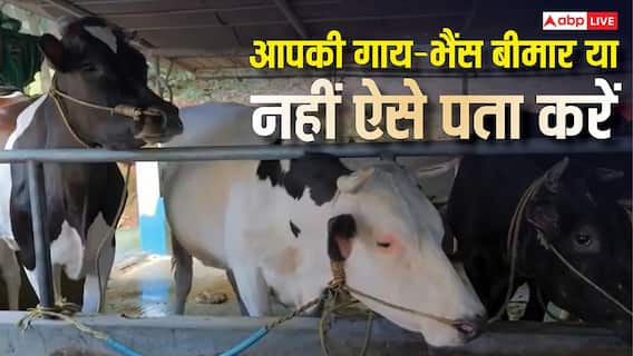 कहीं आपकी गाय-भैंस बीमार तो नहीं? ऐसे करें पहचान, नहीं तो होगा तगड़ा नुकसान कहीं आपकी गाय-भैंस बीमार तो नहीं? ऐसे करें पहचान, नहीं तो होगा तगड़ा नुकसान