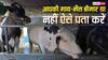 कहीं आपकी गाय-भैंस बीमार तो नहीं? ऐसे करें पहचान, नहीं तो होगा तगड़ा नुकसान