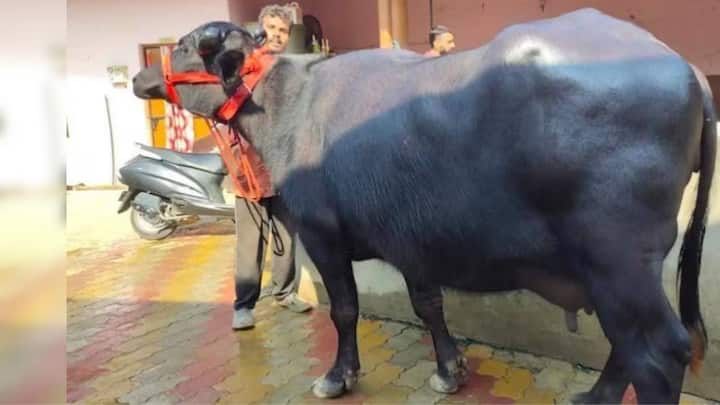 पशु की त्वचा और बालों की चमक उसकी अंदरूनी सेहत बताती है. स्वस्थ जानवर का शरीर चिकना और चमकदार होता है लेकिन बीमार होने पर बाल झड़ने लगते हैं और त्वचा रूखी दिखने लगती है. इसके साथ ही नाड़ी की गति भी जांचें जो बड़ों में 40 से 80 के बीच होनी चाहिए. अगर पशु पेट पर लात मारे तो उसे दर्द हो सकता है. इन संकेतों पर नजर रखेंगे तो गाय और भैंस की सेहत का बेहतर कर पाएंगे.