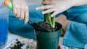 Kitchen Waste Fertilizer: किचन के कचरे से घर पर भी बना सकते हैं फर्टिलाइजर, डालते ही खिल उठेंगे पौधे