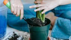 Kitchen Waste Fertilizer: किचन के कचरे से घर पर भी बना सकते हैं फर्टिलाइजर, डालते ही खिल उठेंगे पौधे