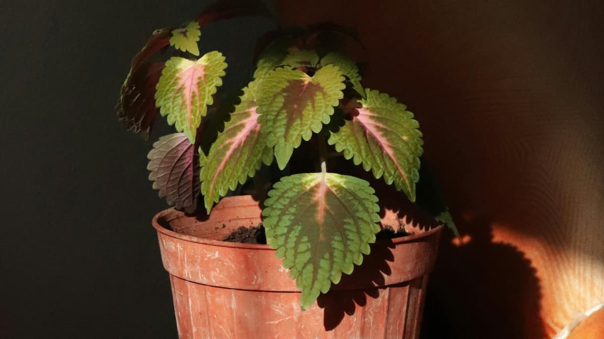 International Plant Appreciation Day 2026: 8 Low-Maintenance Plants For Compact Balconies (Image Source: Canva)