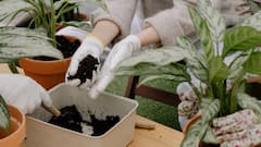 Kitchen Waste Fertilizer: किचन के कचरे से घर पर भी बना सकते हैं फर्टिलाइजर, डालते ही खिल उठेंगे पौधे