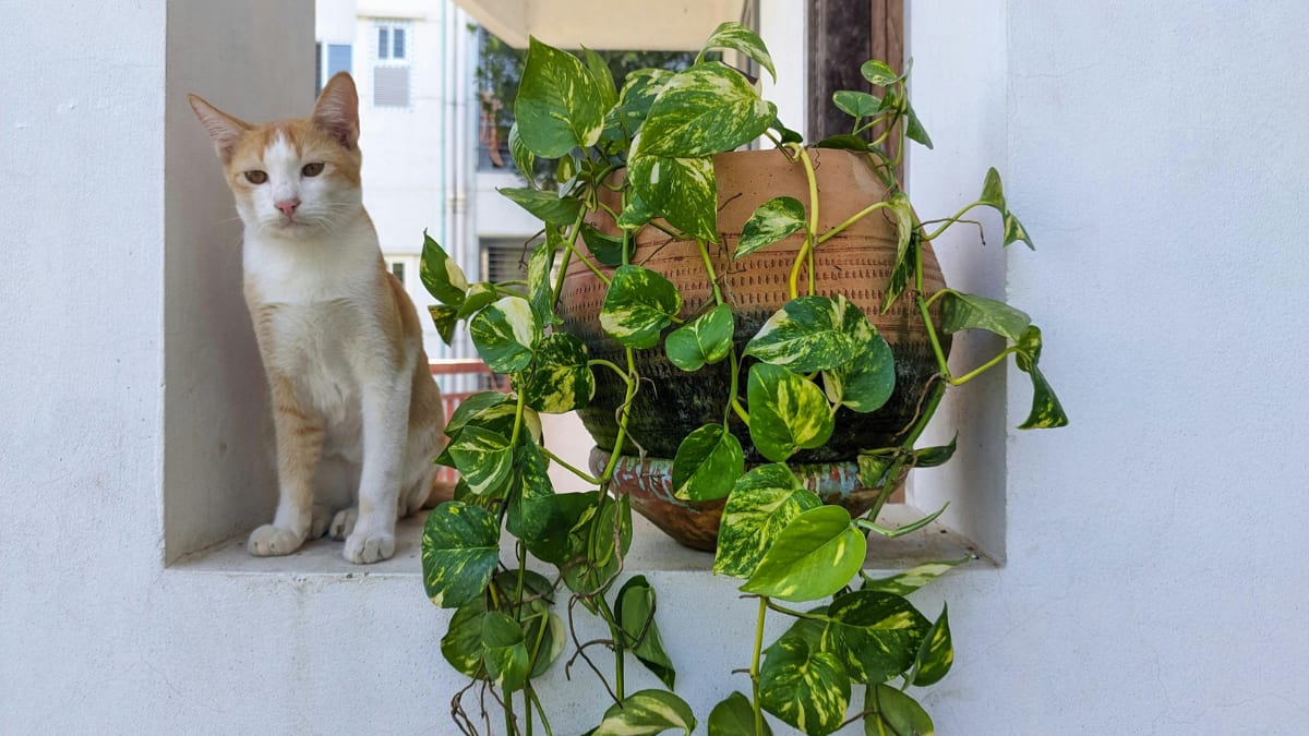 International Plant Appreciation Day 2026: 8 Low-Maintenance Plants For Compact Balconies (Image Source: Canva)