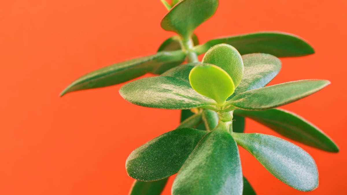 International Plant Appreciation Day 2026: 8 Low-Maintenance Plants For Compact Balconies (Image Source: Canva)