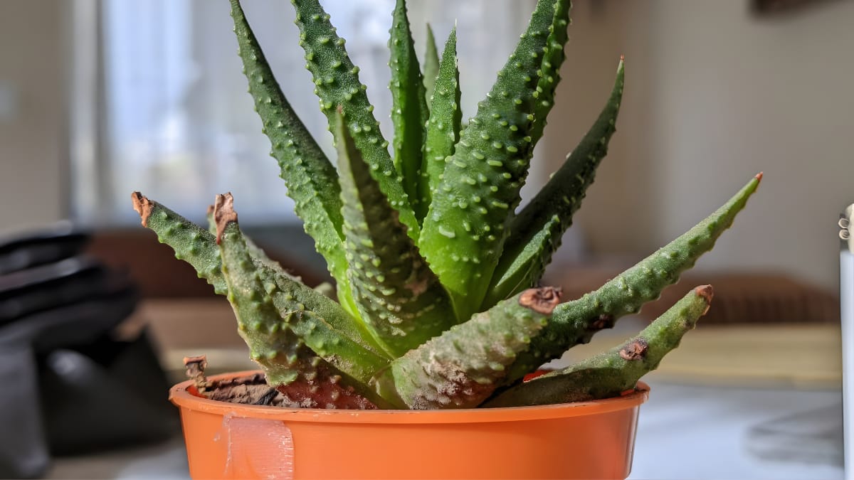 International Plant Appreciation Day 2026: 8 Low-Maintenance Plants For Compact Balconies (Image Source: Canva)
