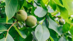 Walnut Farming: एक ही पेड़ से हो जाएगी 28 से 30 हजार की कमाई, किसान ऐसे करें अखरोट की खेती