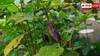 Eggplant Cultivation: बैंगन की फसल को बर्बाद कर देते हैं ये रोग, ऐसे करें देखभाल