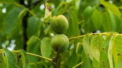 Walnut Farming: एक ही पेड़ से हो जाएगी 28 से 30 हजार की कमाई, किसान ऐसे करें अखरोट की खेती