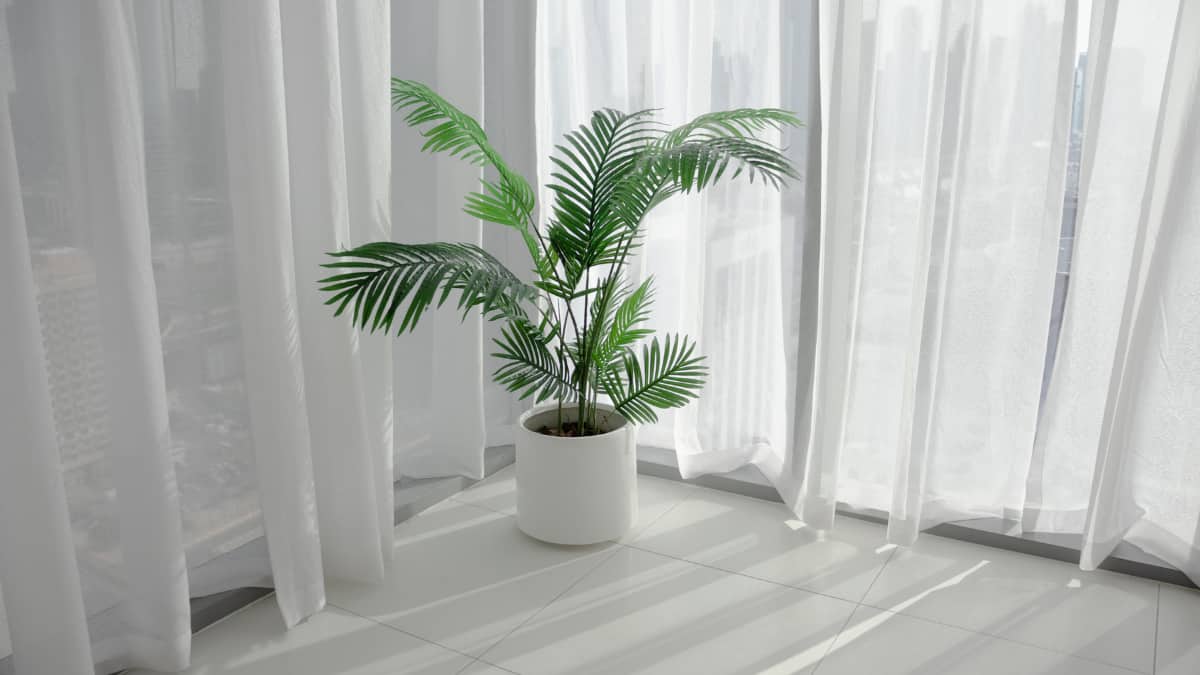 International Plant Appreciation Day 2026: 8 Low-Maintenance Plants For Compact Balconies (Image Source: Canva)