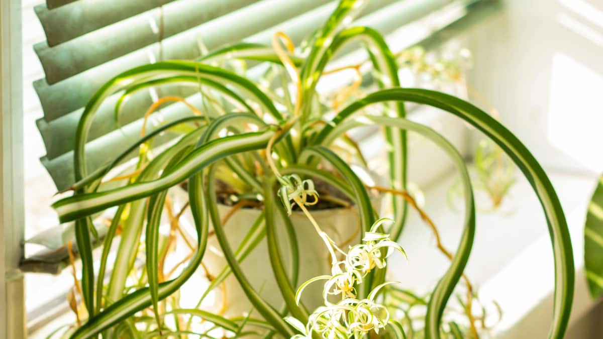 International Plant Appreciation Day 2026: 8 Low-Maintenance Plants For Compact Balconies (Image Source: Canva)