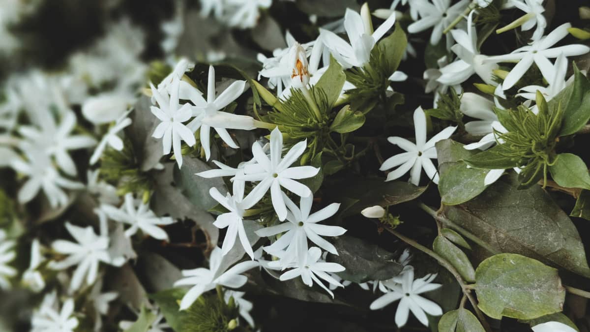 International Plant Appreciation Day 2026: 8 Low-Maintenance Plants For Compact Balconies (Image Source: Canva)