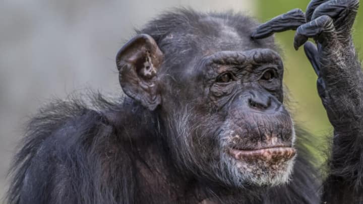 Ngogo Chimpanzee Project-এর কো-ডিরেক্টর অ্যারন স্যান্ডেল বলেন, “একসঙ্গে বেড়ে ওঠা, একসঙ্গে খাওয়াদাওয়া, একসঙ্গে বিচরণ ছিল একসময়। আজ পরস্পরকে আক্রমণ করছে, প্রাণে মেরে ফেলছে একেবারে।”