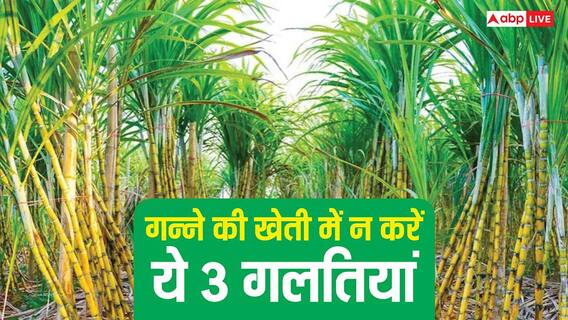 गन्ने की खेती करने वाले किसान सावधान, ये 3 गलतियां कर सकती हैं आपकी मेहनत बेकार गन्ने की खेती करने वाले किसान सावधान, ये 3 गलतियां कर सकती हैं आपकी मेहनत बेकार