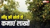 नींबू की बागवानी चमका देगी किस्मत, कम समय में तैयार होकर 15 साल तक कराती है लाखों का फायदा