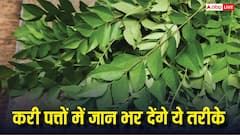 करी पत्ते के पौधे में जान फूंक देंगे ये देसी उपाय, कुछ ही दिनों में हो जाएगा झाड़ी जैसा घना