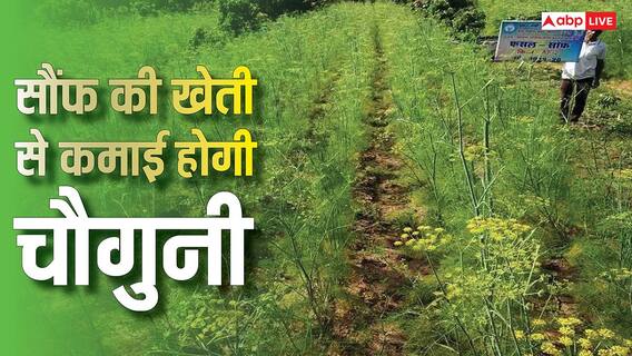 कम लागत में छप्परफाड़ मुनाफा, बिहार के इस किसान ने सौंफ उगाकर कमाई को किया चार गुना, जानें तरीका कम लागत में छप्परफाड़ मुनाफा, बिहार के इस किसान ने सौंफ उगाकर कमाई को किया चार गुना, जानें तरीका