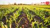organic carbon: मिट्टी में कितना होना चाहिए कार्बन, अच्छी फसल के लिए किसान जरूर चेक करें यह चीज?