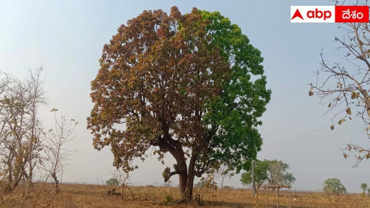 Natures Wonder: ఒకే చెట్టు రెండు రంగులు.. ఆదిలాబాద్ జిల్లాలో వింత ఇప్ప చెట్టు.. ప్రత్యేకత ఏంటంటే