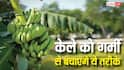 Banana Farming: गर्मी की मार से बचाएं केले की फसल, इन एक्सपर्ट टिप्स से बनी रहेगी हरियाली और होगा तगड़ा मुनाफा