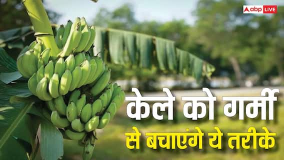Banana Farming: गर्मी की मार से बचाएं केले की फसल, इन एक्सपर्ट टिप्स से बनी रहेगी हरियाली और होगा तगड़ा मुनाफा Banana Farming: गर्मी की मार से बचाएं केले की फसल, इन एक्सपर्ट टिप्स से बनी रहेगी हरियाली और होगा तगड़ा मुनाफा