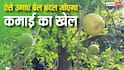 गर्मी में इस ठंडे फल की खेती से होगी मोटी कमाई, जानें कैसे एक बार का निवेश देगा सालों साल फायदा