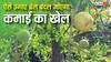 गर्मी में इस ठंडे फल की खेती से होगी मोटी कमाई, जानें कैसे एक बार का निवेश देगा सालों साल फायदा