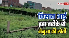ऐसे करेंगे नेनुआ की खेती तो होगा पांच गुना फायदा, किसान जान लें फायदे की बात