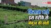 ऐसे करेंगे नेनुआ की खेती तो होगा पांच गुना फायदा, किसान जान लें फायदे की बात