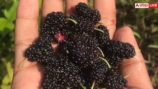 Rare Wild Fruits Of Nepal: नेपाल के जंगलों में मिलते हैं ये 5 जादुई फल, फायदे जानकर रह जाएंगे हैरान