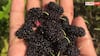 Rare Wild Fruits Of Nepal: नेपाल के जंगलों में मिलते हैं ये 5 जादुई फल, फायदे जानकर रह जाएंगे हैरान