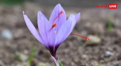 Saffron Farming at Home Tips : घर के एक कमरे में उगा सकते हैं केसर, इस जुगाड़ से हर महीने होगी लाखों की कमाई