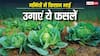 Summer Special Crops: कम दिनों में तैयार होने वाली ये फसलें, बदल देंगी आपकी किस्मत