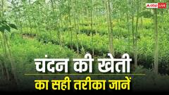 चंदन की खेती से कैसे मालामाल हो सकते हैं किसान भाई, जानें कैसे उगाएं इसकी फसल?