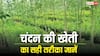 चंदन की खेती से कैसे मालामाल हो सकते हैं किसान भाई, जानें कैसे उगाएं इसकी फसल?