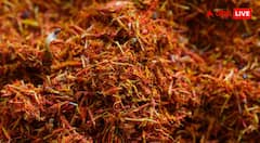 Saffron Farming at Home Tips : घर के एक कमरे में उगा सकते हैं केसर, इस जुगाड़ से हर महीने होगी लाखों की कमाई
