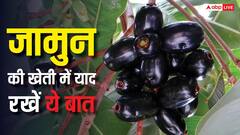 जामुन की फसल से चाहिए तगड़ा मुनाफा? बस अपनाएं ये सीक्रेट टिप्स, मिलेगा दोगुना भाव