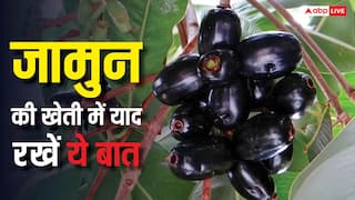 जामुन की फसल से चाहिए तगड़ा मुनाफा? बस अपनाएं ये सीक्रेट टिप्स, मिलेगा दोगुना भाव